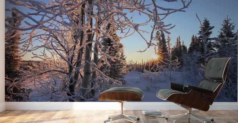 Winter Morning Frost Sunburst Wall Murals