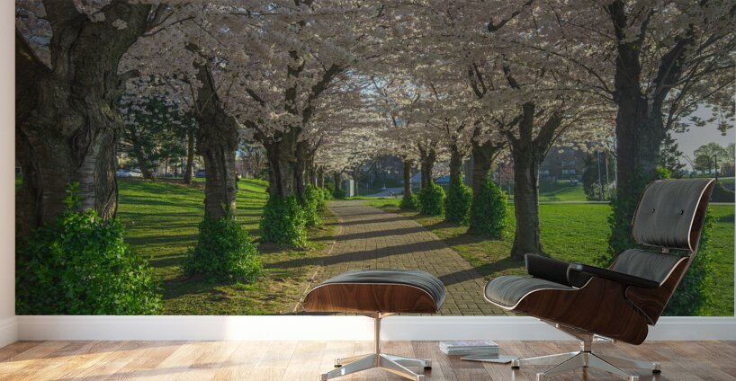 Cherry Blossom Pathway during sunrise Wall Murals