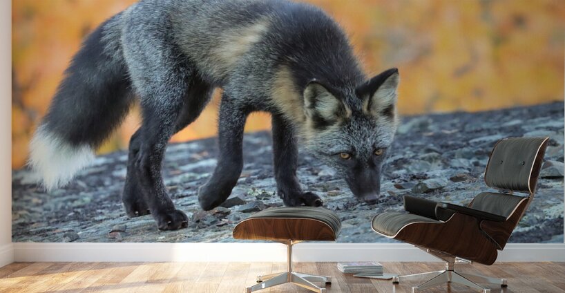 Autumn Crossfox Wall Murals