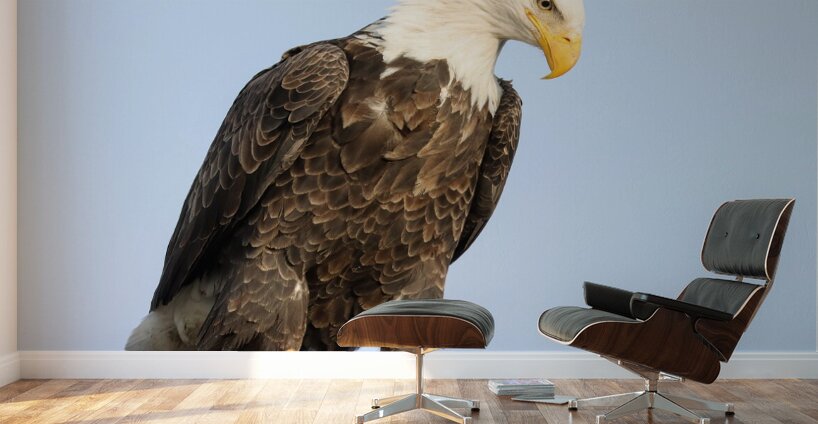 Bald Eagle portrait Wall Murals