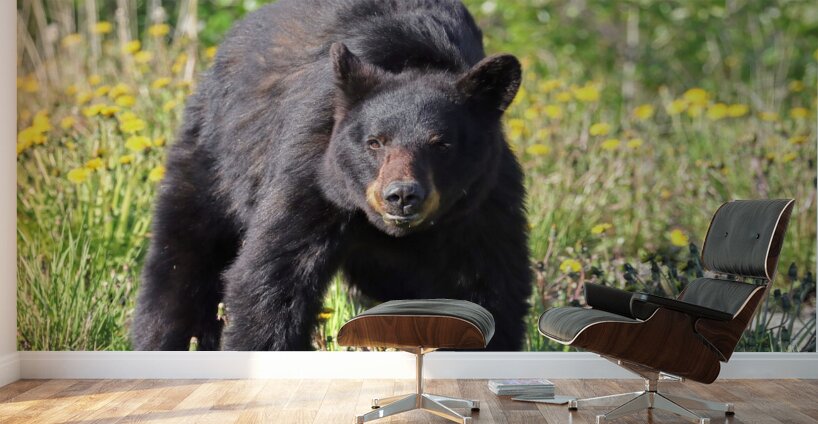 Black Bear Enjoying dandelions Wall Murals