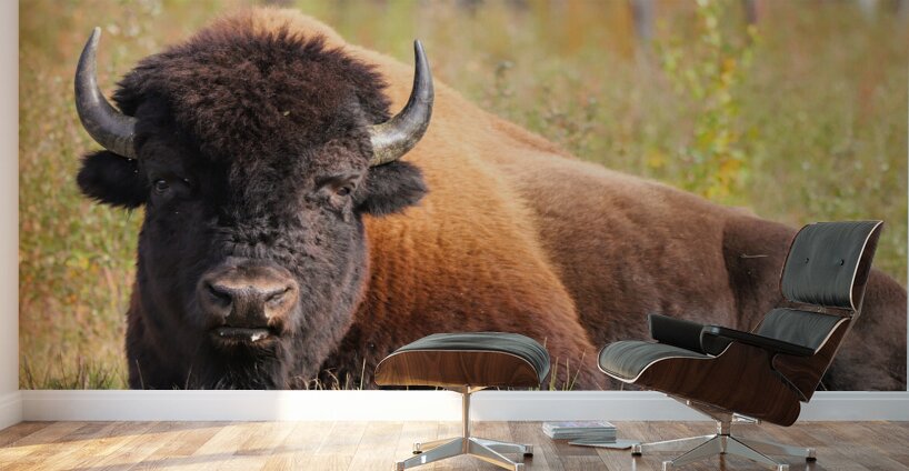 Friendly Giant   Wood Bison Wall Murals