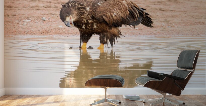 Juvenile Bald Eagle Reflection Wall Murals