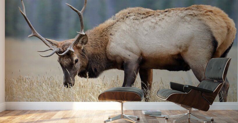 Jasper Elk Wall Murals