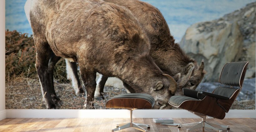 Young Mountain Rams Wall Murals