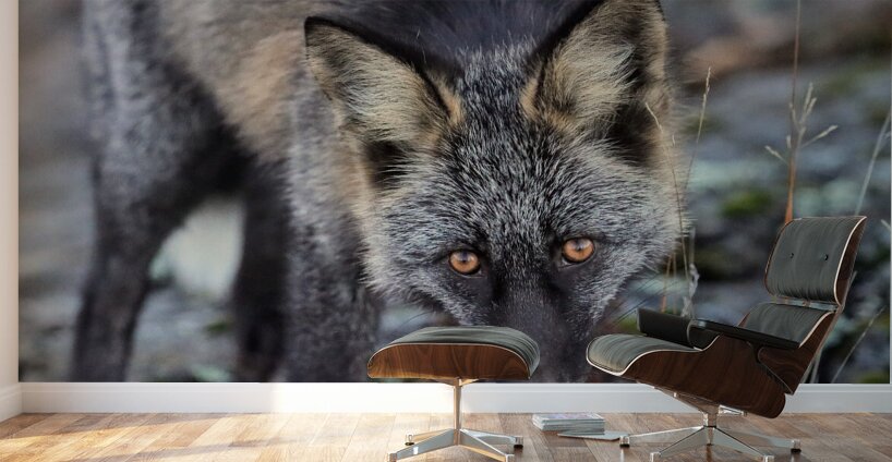 Fox Staredown Wall Murals