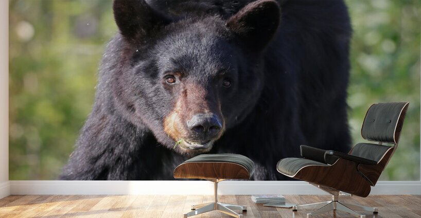 Black Bear Portrait Wall Murals