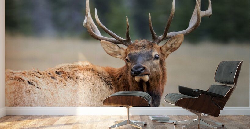 Elk Staredown Wall Murals