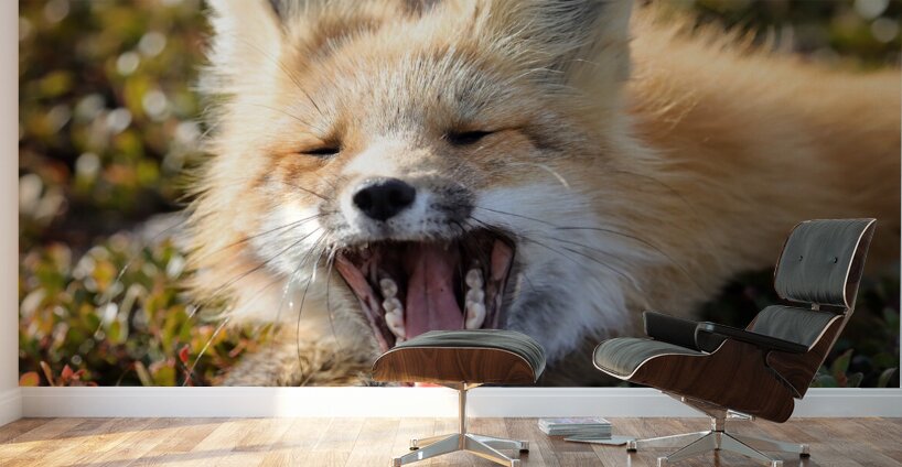 Fox Yawning Wall Murals