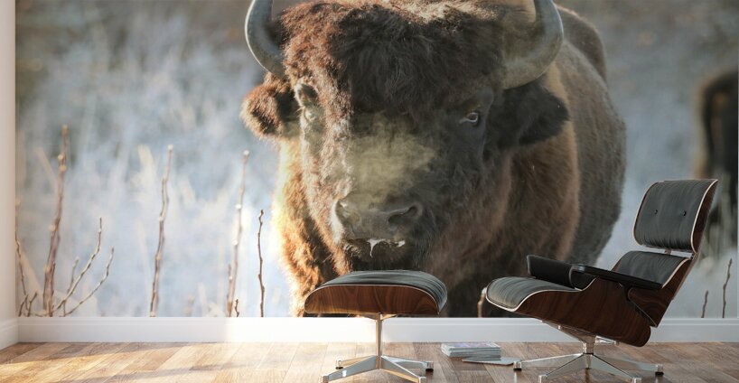 Wood Bison in Morning Frost Wall Murals