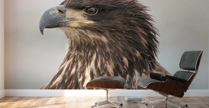 Juvenile Bald Eagle Portrait Wall Murals