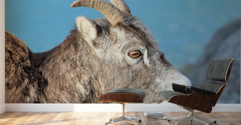 Mountain Ram Portrait Wall Murals