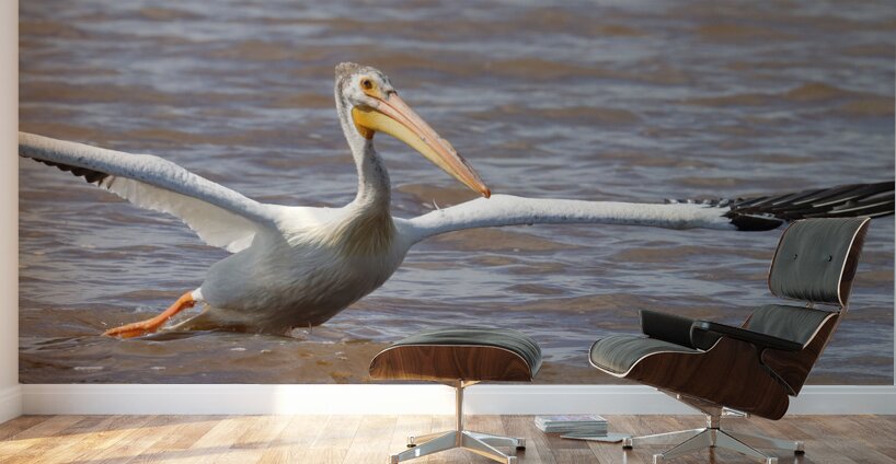 Pelican Takeoff Wall Murals