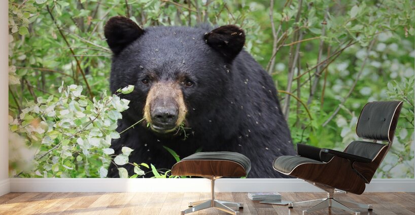 Black Bear Eating Wall Murals