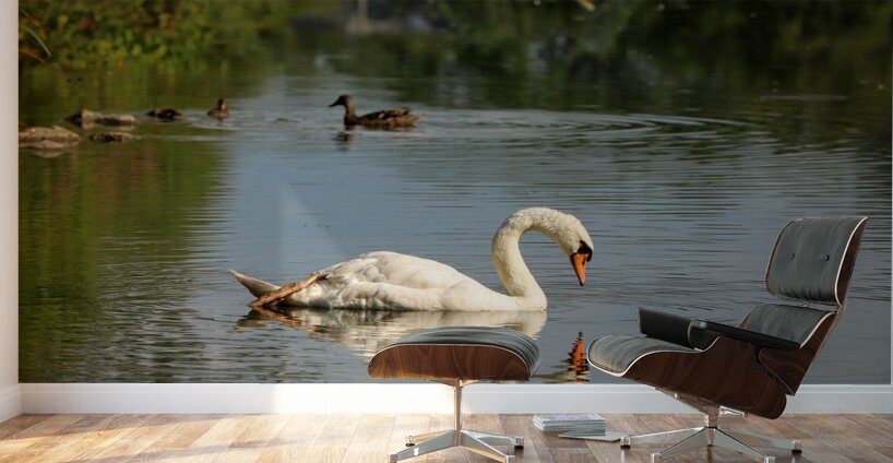 Swan Mirror reflections Wall Murals