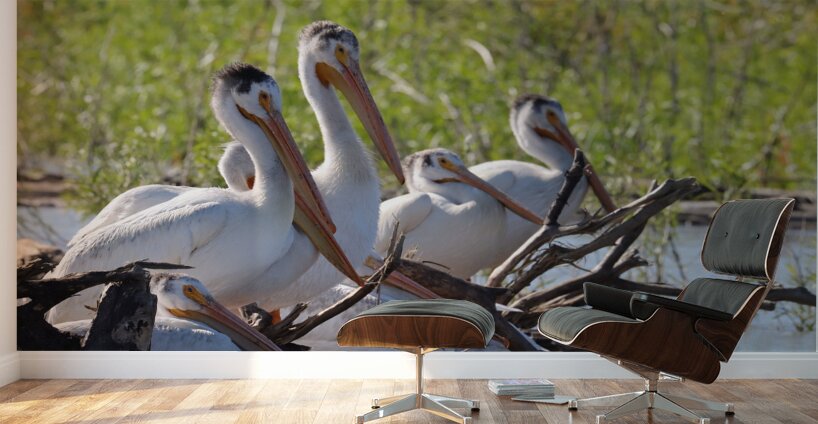 Pelicans relaxing along the Hay River  NWT Wall Murals
