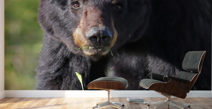 Black Bear Staredown Wall Murals