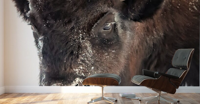 Winter Bison Portrait Wall Murals
