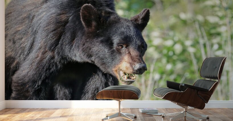 Black Bear eating grass Wall Murals