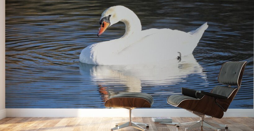 Summer Swan Reflection Wall Murals