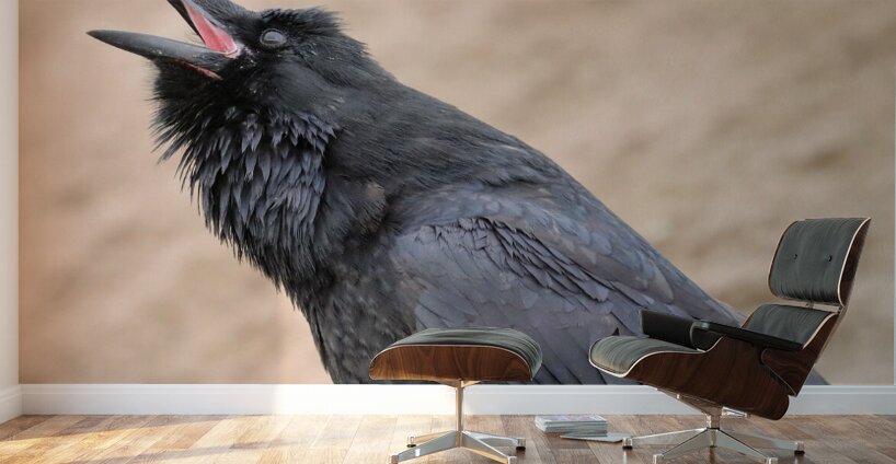Raven singing Wall Murals