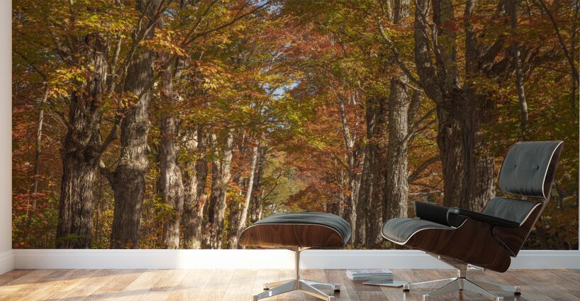 Lovers Lane Autumn Splendor Wall Murals