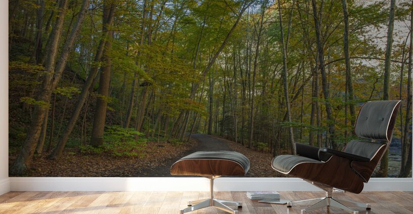 Taughannock Falls Forest Trail Wall Murals