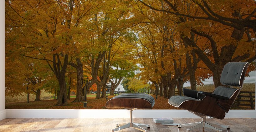 Enchanted Autumn Wonderland Pathway  Wall Murals