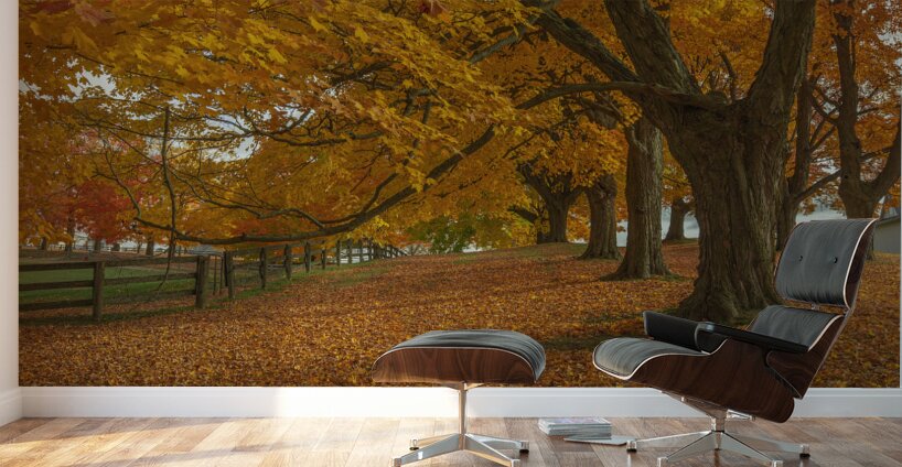Autumn Farm Maple Pathway  Wall Murals