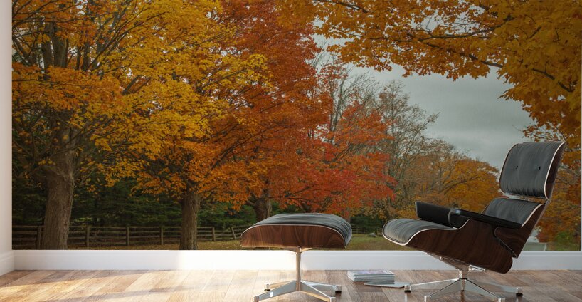 Rural Autumn Road Splendor  Wall Murals