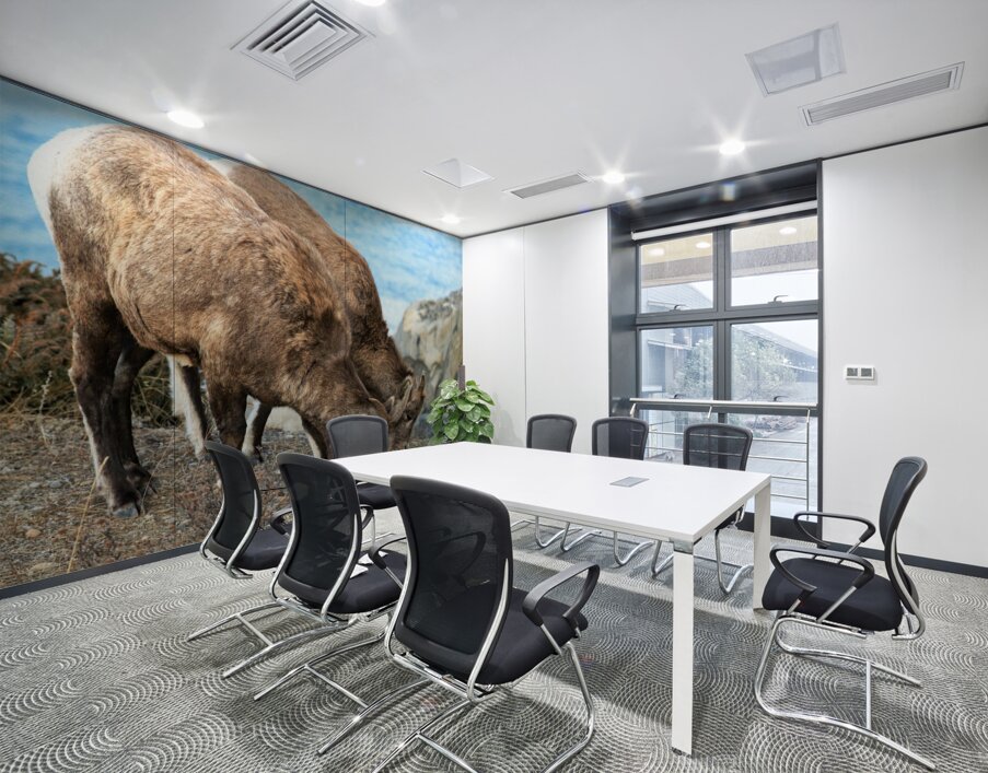 Young Mountain Rams Wall Printing