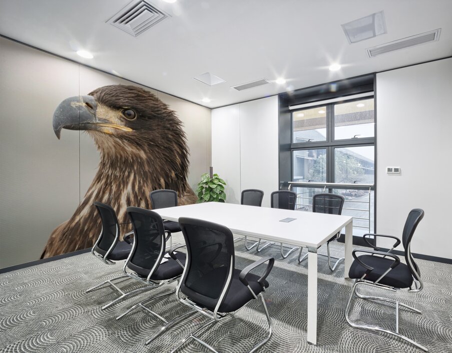 Juvenile Bald Eagle Portrait Wall Printing