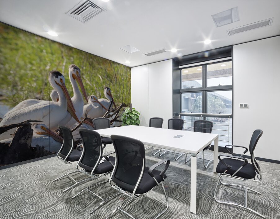 Pelicans relaxing along the Hay River  NWT Wall Printing