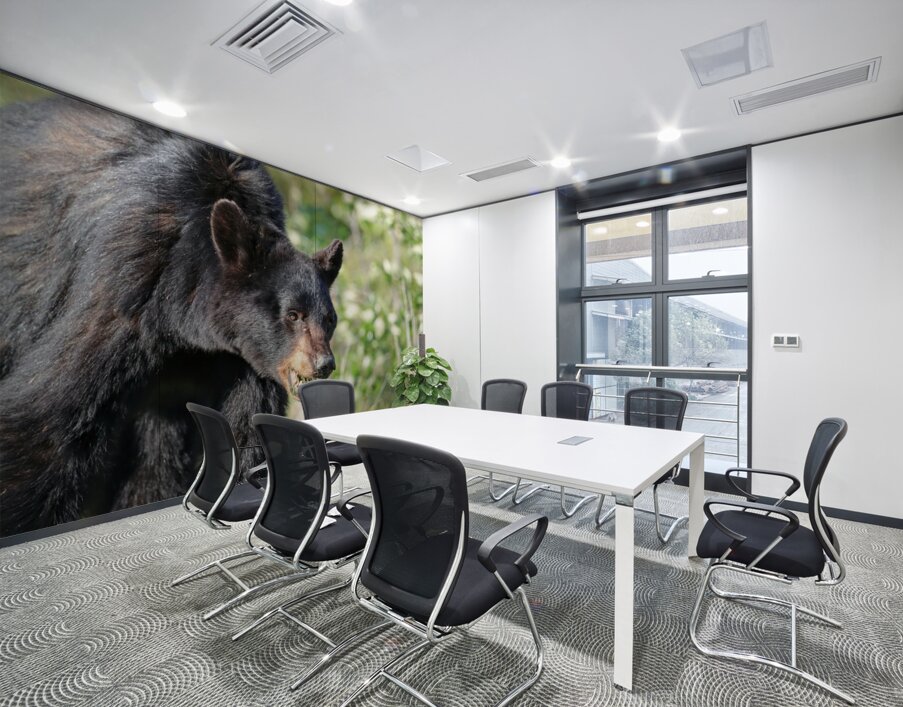 Black Bear eating grass Wall Printing
