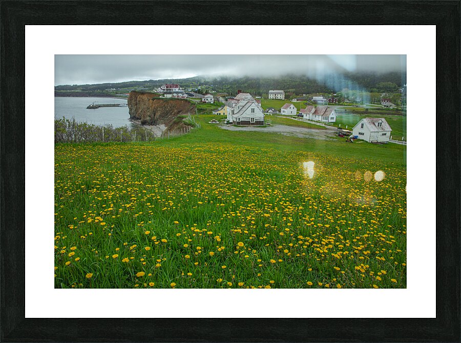 Perce dandelion field Picture Frame print