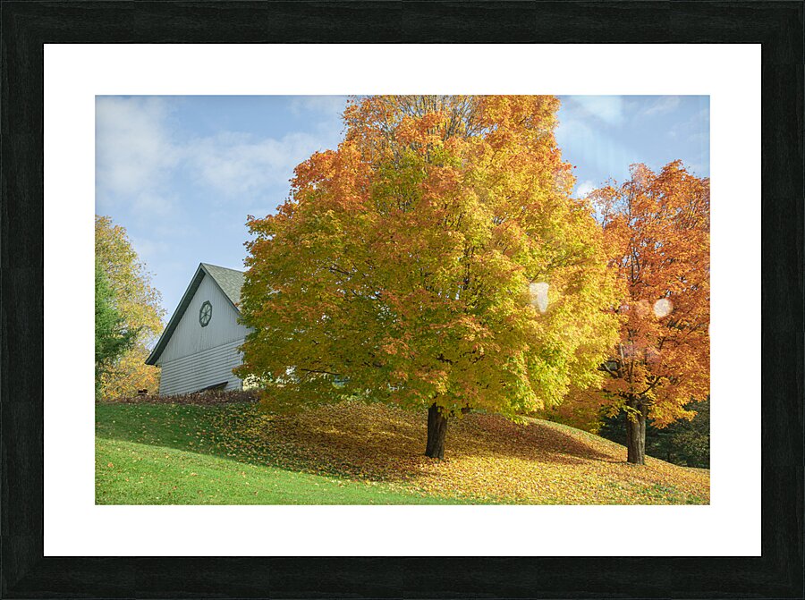 Autumn Classic Maples Picture Frame print
