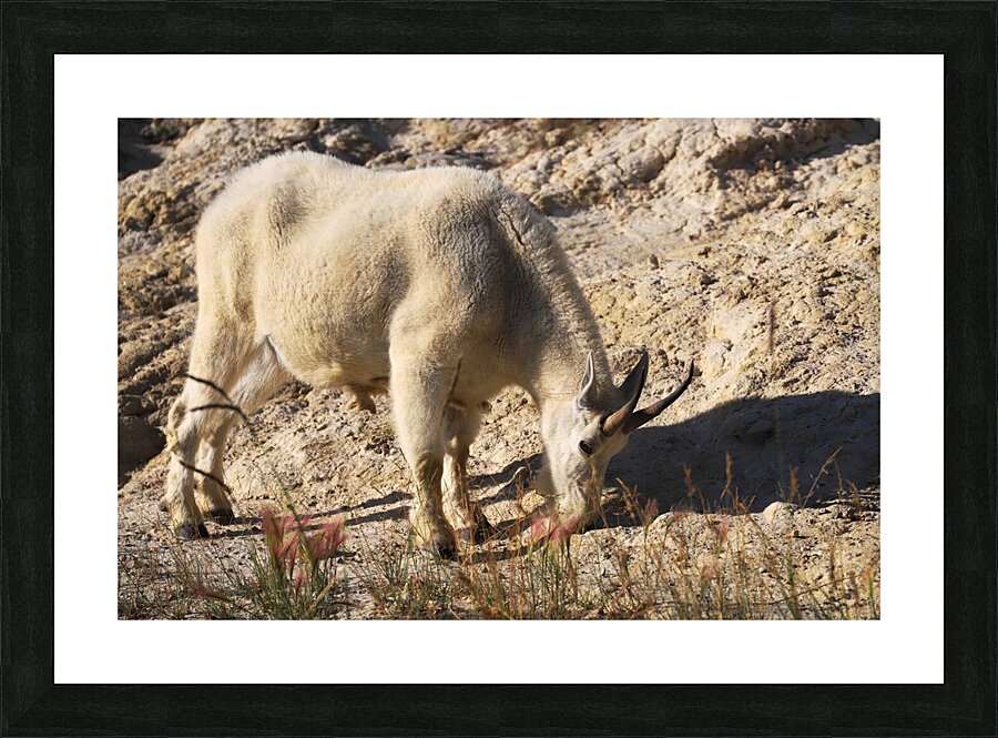 Jasper Mountain Goat Picture Frame print