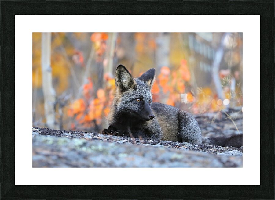 Young Crossfox in Autumn Picture Frame print