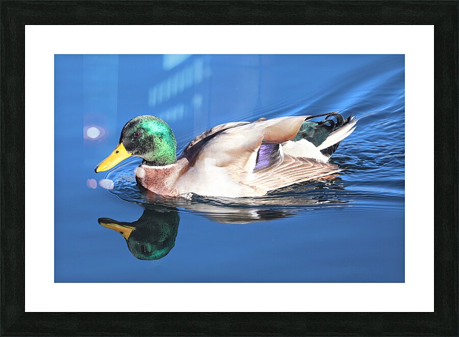 Duck Reflections Picture Frame print