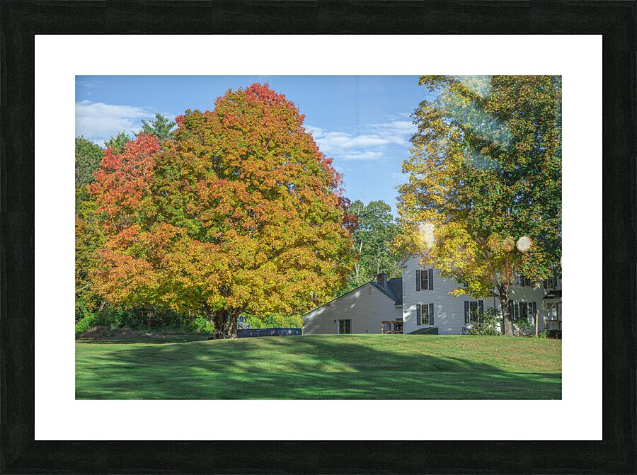 Autumn Maple Magic Picture Frame print