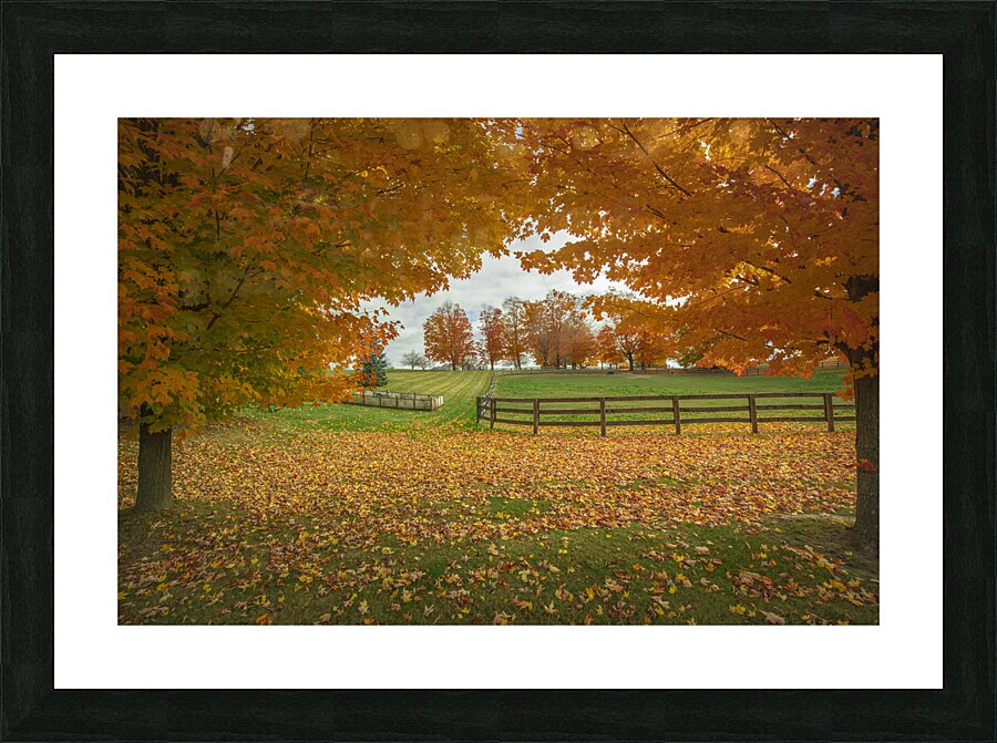 Tranquil Autumn Maple Vibrancy  Picture Frame print