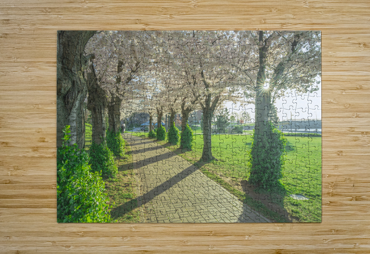 Cherry Blossom Pathway Daniel Pekar Photography Puzzle printing