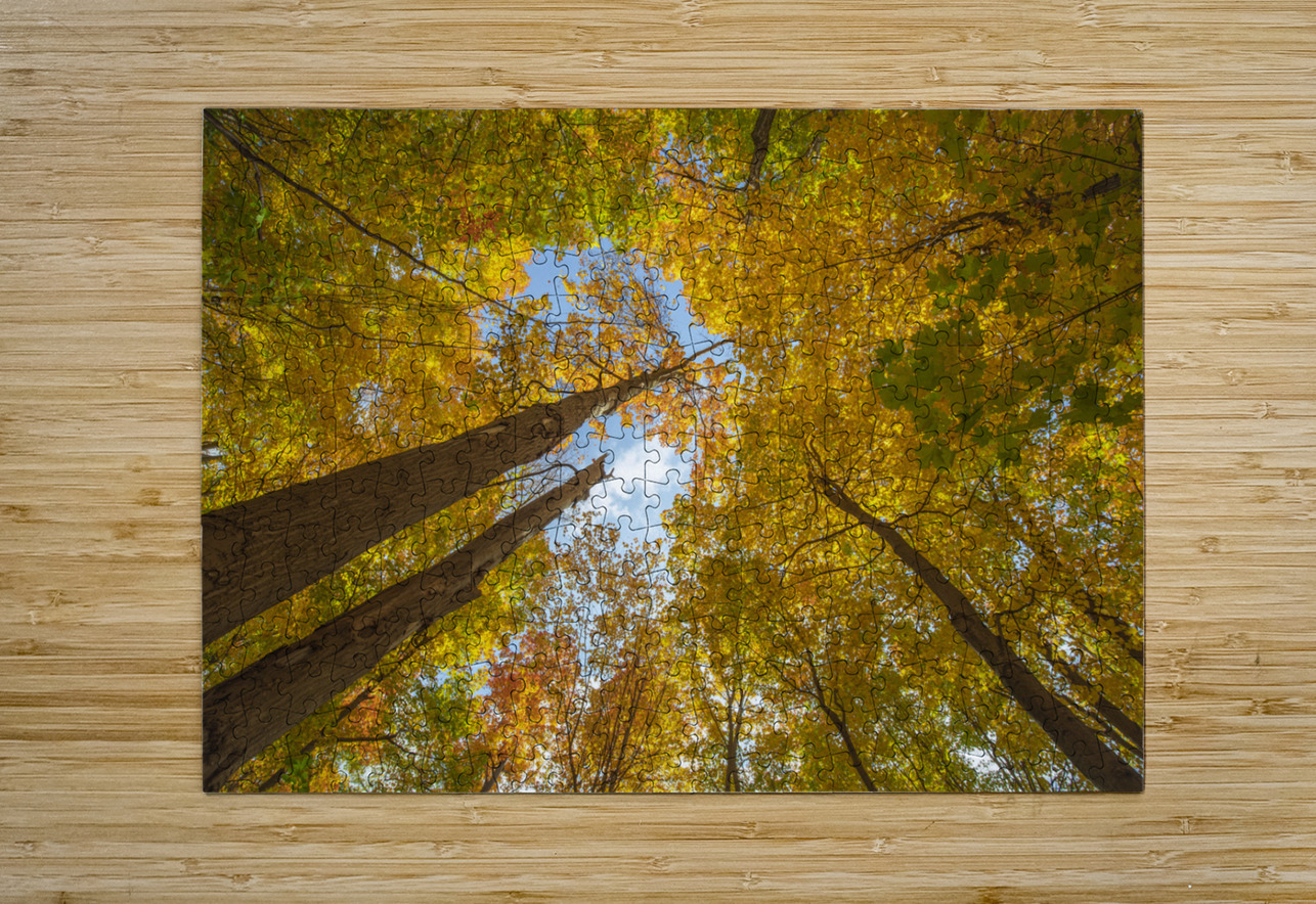 Forest Magical Autumn Glow Daniel Pekar Photography Puzzle printing