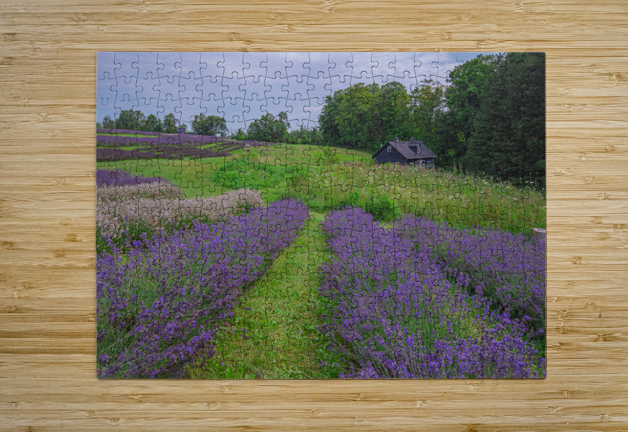 Lavender Field Dreams Daniel Pekar Photography Puzzle printing