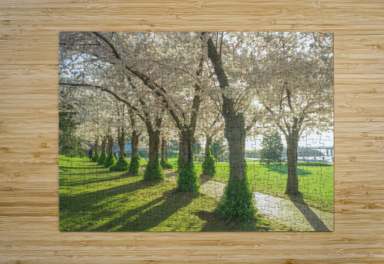 Spencer Park Cherry Blossom Splendor Daniel Pekar Photography Puzzle printing