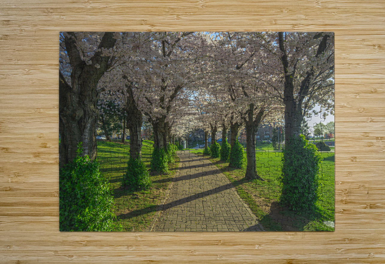 Cherry Blossom Pathway during sunrise Daniel Pekar Photography Puzzle printing