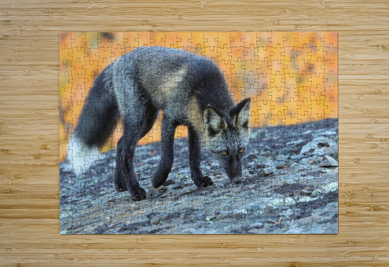 Autumn Crossfox Daniel Pekar Photography Puzzle printing