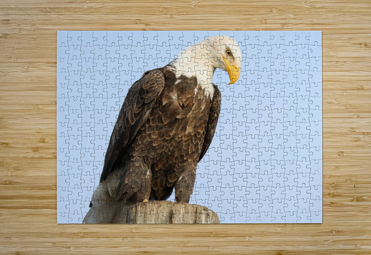Bald Eagle portrait Daniel Pekar Photography Puzzle printing