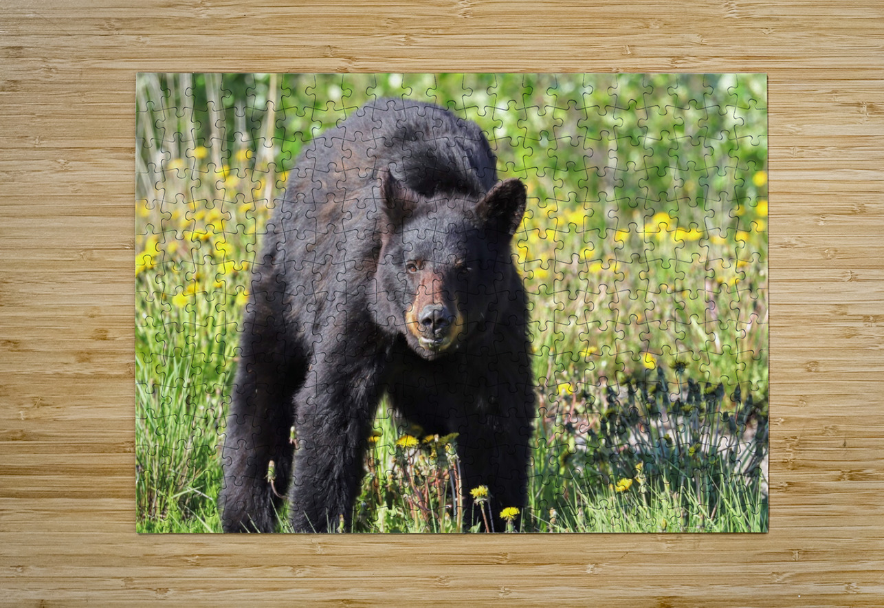 Black Bear Enjoying dandelions Daniel Pekar Photography Puzzle printing