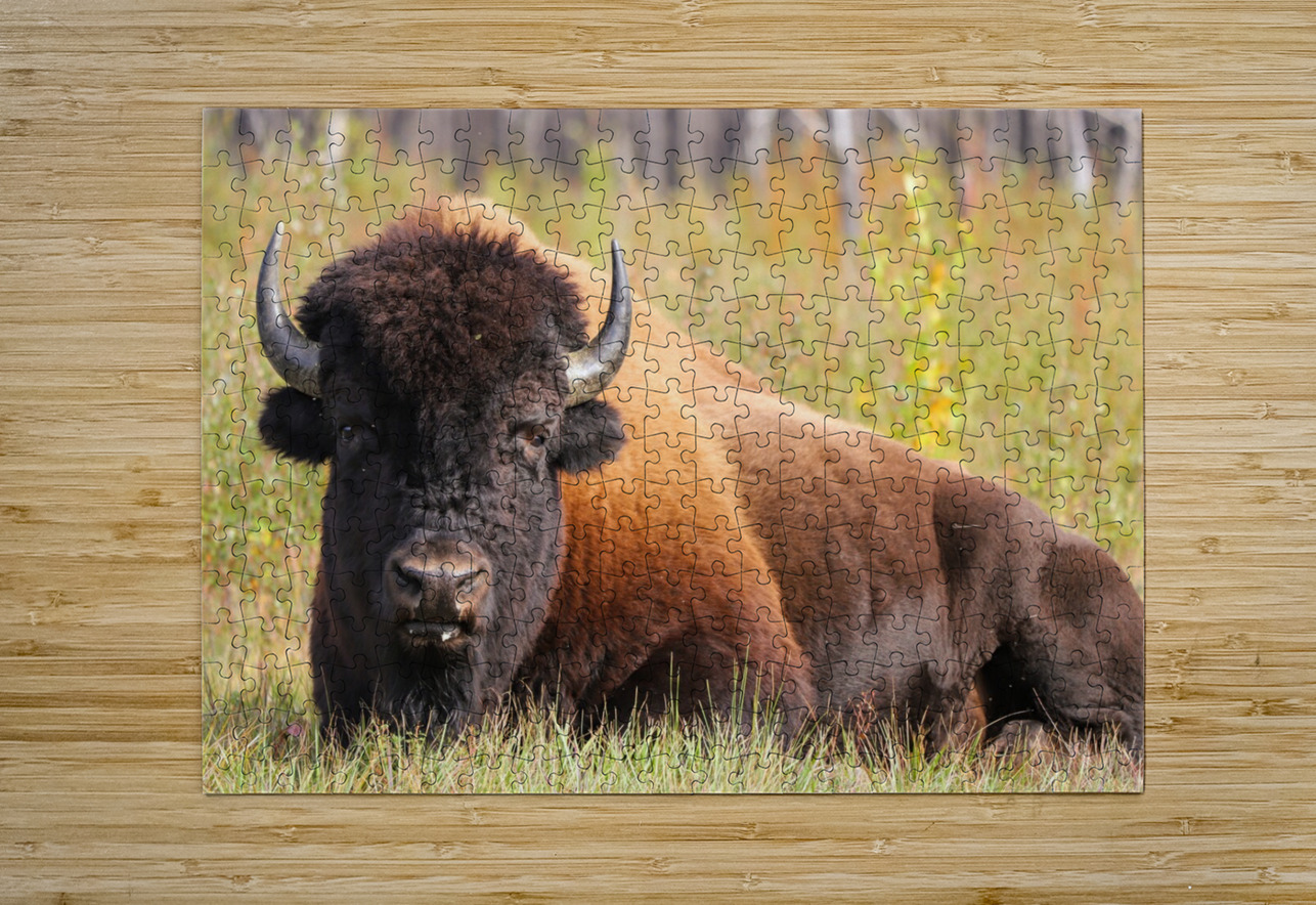 Friendly Giant   Wood Bison Daniel Pekar Photography Puzzle printing